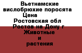 Вьетнамские вислобрюхие поросята. › Цена ­ 5 000 - Ростовская обл., Ростов-на-Дону г. Животные и растения » Другие животные   . Ростовская обл.,Ростов-на-Дону г.